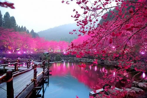 Sakura arbol HD - Imagui