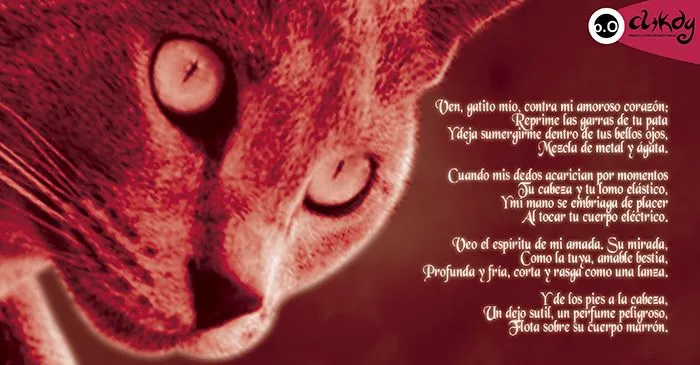 Imagenes de gato de poema - Imagui