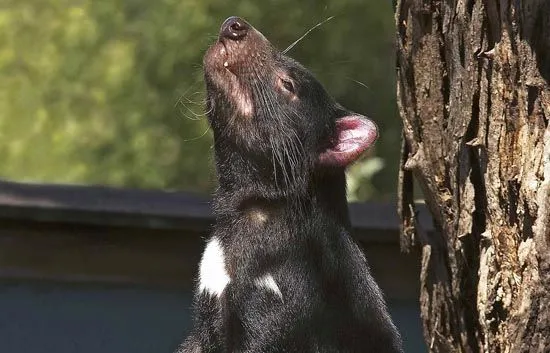 El diablo de Tasmania en peligro de extinción, Ciencia y ... El diablo de Tasmania en peligro de extinción, Ciencia y ...