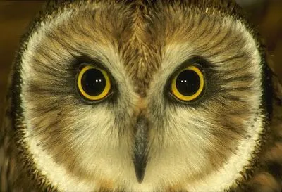 Dia+Dia+Dia=1 Vida: OJOS DE BUHO