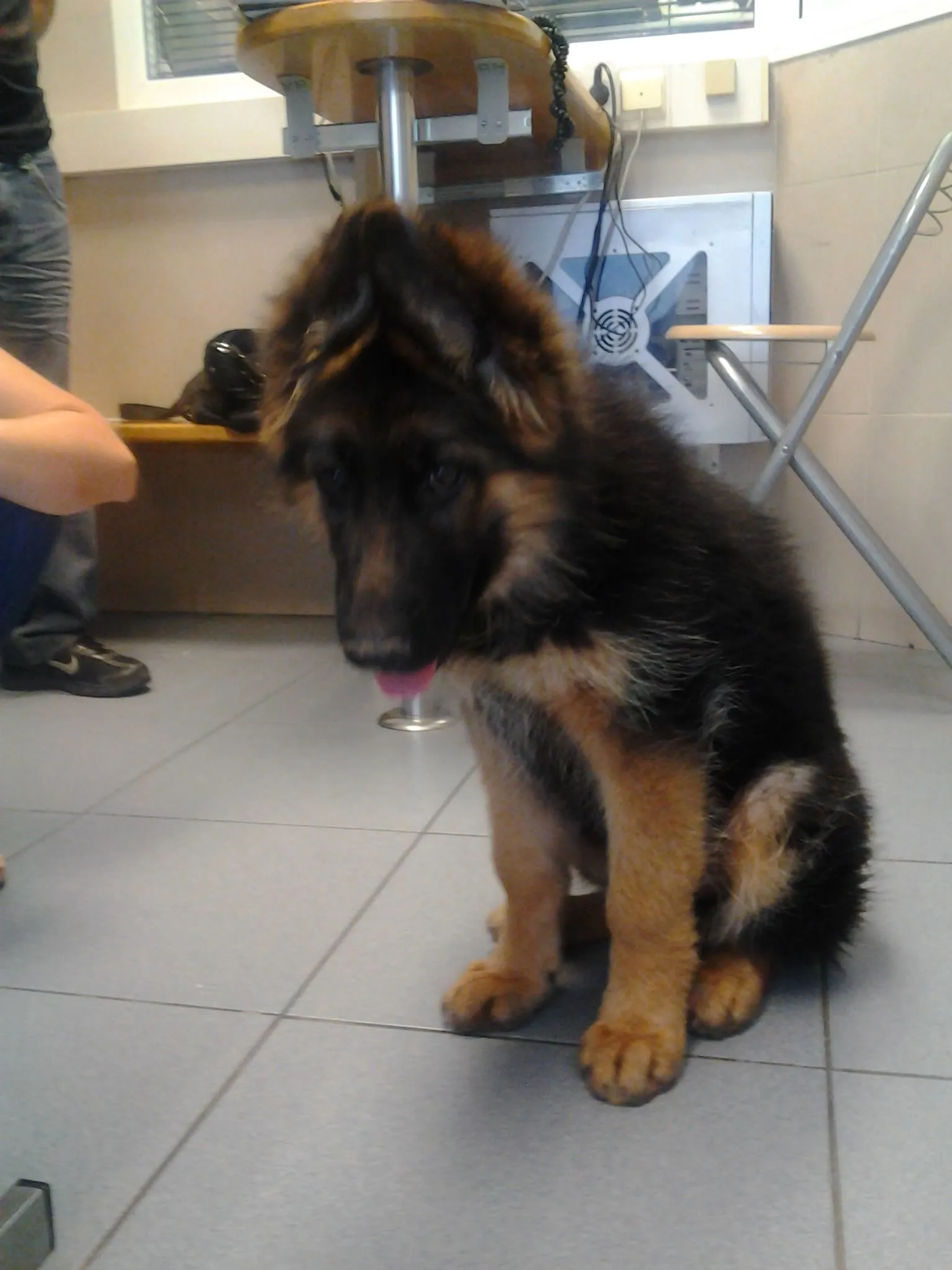 diagnóstico coccidiosis perro | historiasveterinarias/