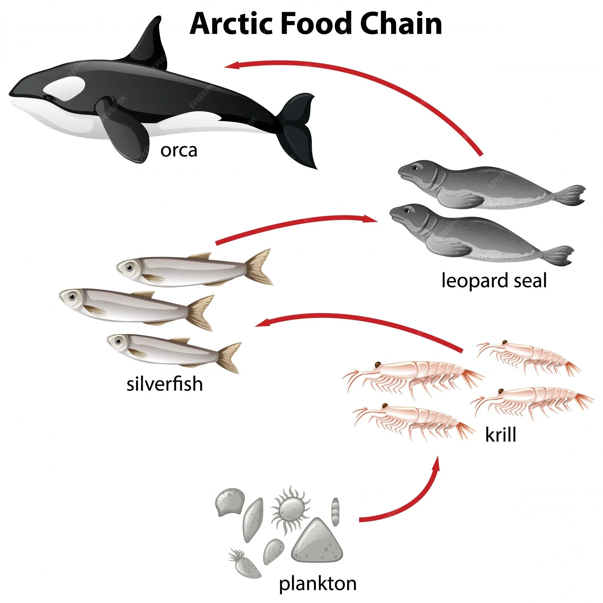 Diagrama de la cadena alimentaria ártica desde las plantas hasta la orca | Vector Gratis Diagrama de la cadena alimentaria ártica desde las plantas hasta la orca | Vector Gratis