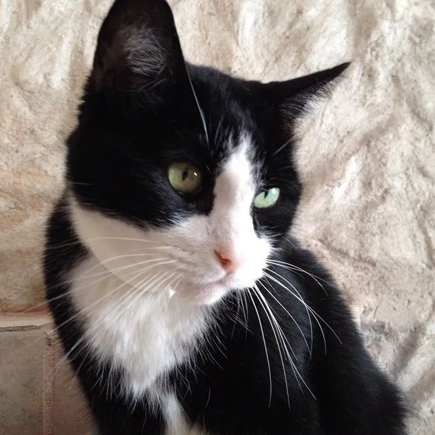Gatos blanco y negro - Imagui