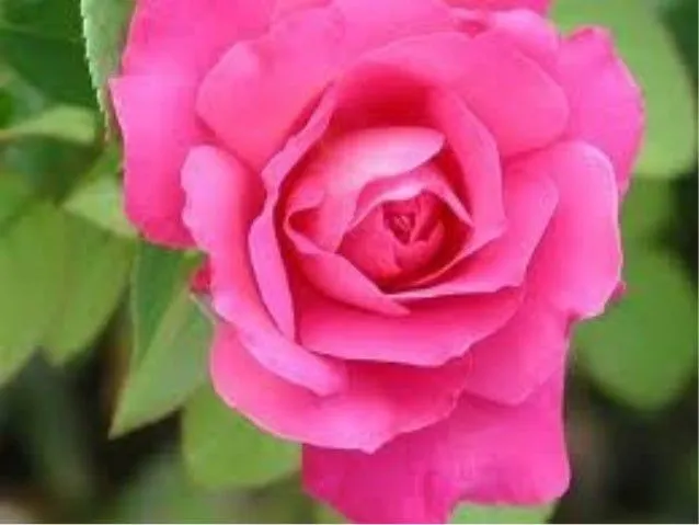 diapositiva-de-rosas-bonitas-1 ...