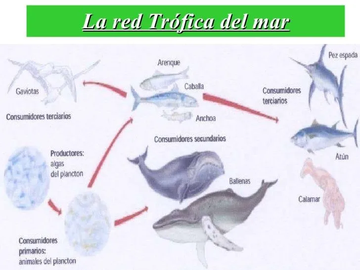 Diapositiva pronacad
