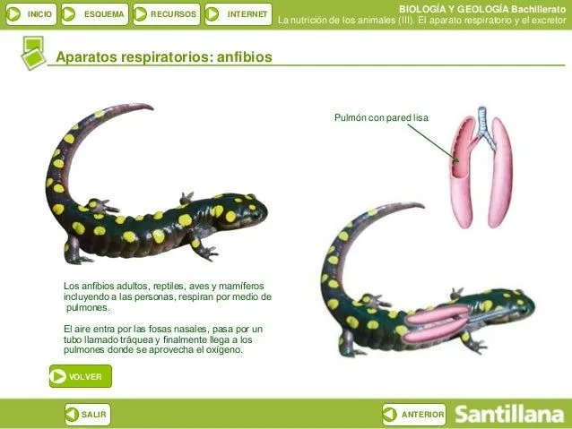 diapositivas-biology-samuel-7- ...
