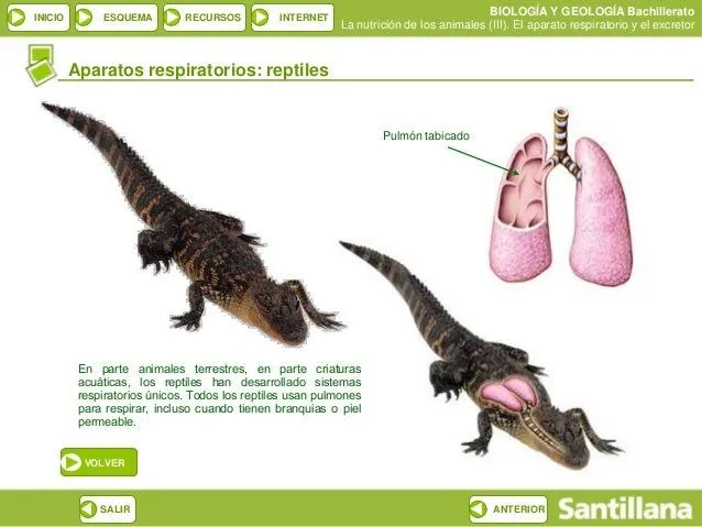 diapositivas-biology-samuel-8- ...