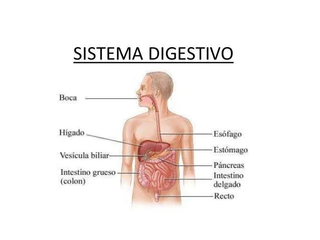 Diapositivas de mi primera clase de sistema digestivo