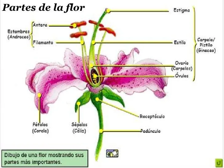 diapositivas-de-la-flor-7-728. ...