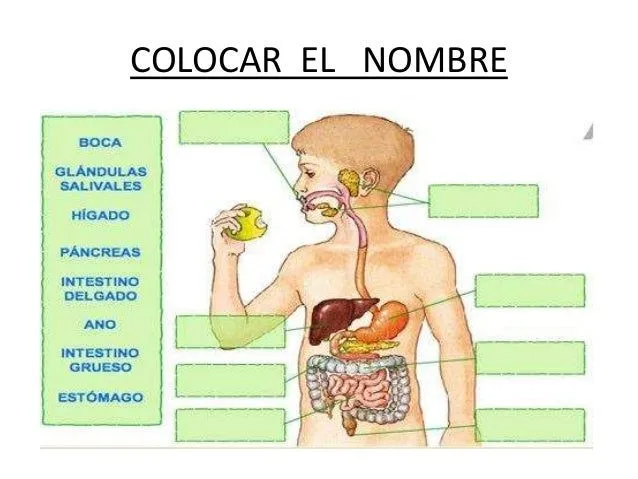 diapositivas-de-mi-primera- ...