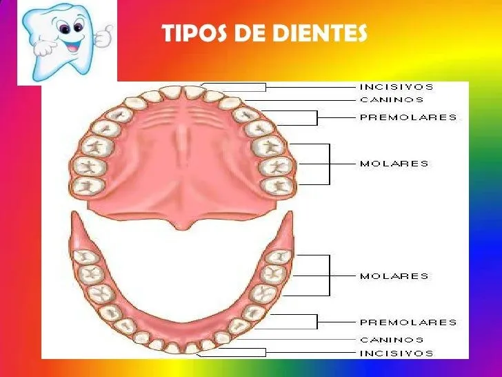 diapositivas-de-salud-bucal-5- ...