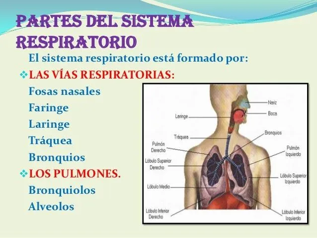 diapositivas-del-sistema- ...