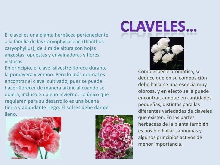 diapositivas-de-flores-2-728. ...