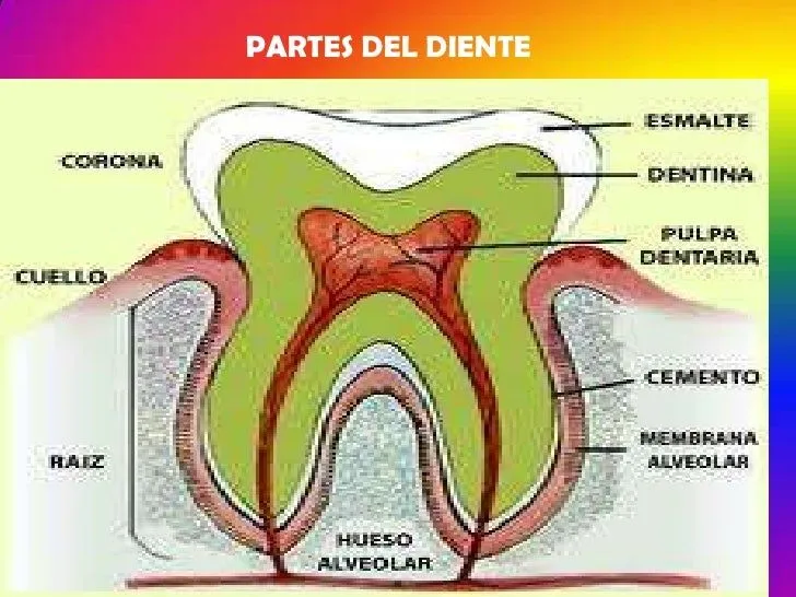 diapositivas-de-salud-bucal-7- ...