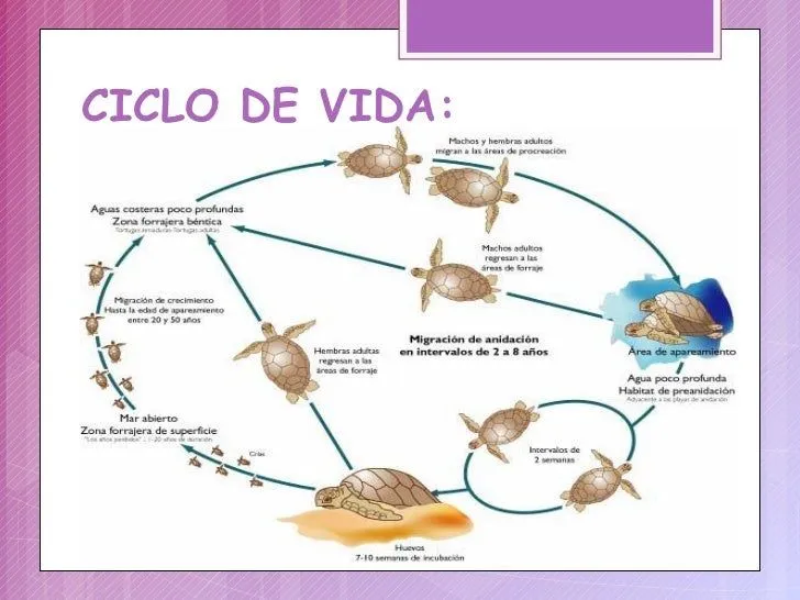 diapositivas-tortuga-8-728.jpg ...