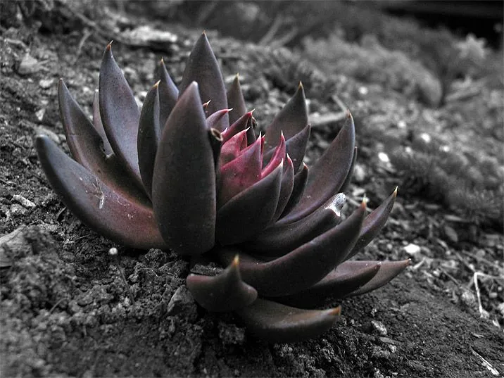 El Diario de Evadam: FLOR DE LUTO