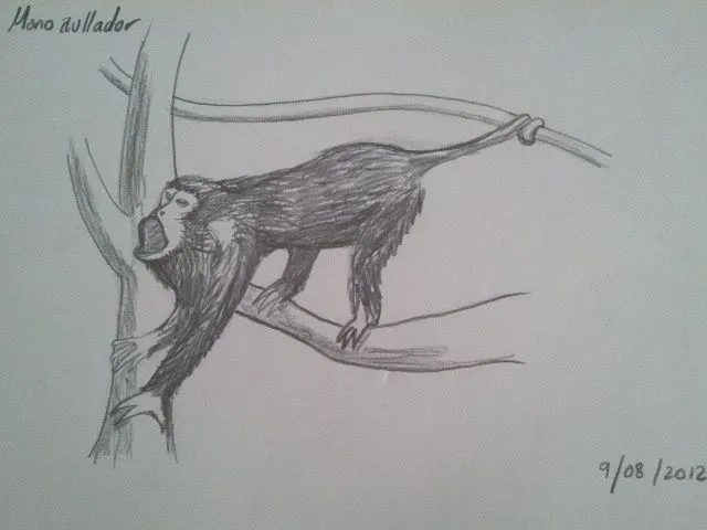 Diario de un fotografo amateur: DIBUJO DE UN MONO AULLADOR (no es ... Diario de un fotografo amateur: DIBUJO DE UN MONO AULLADOR (no es ...