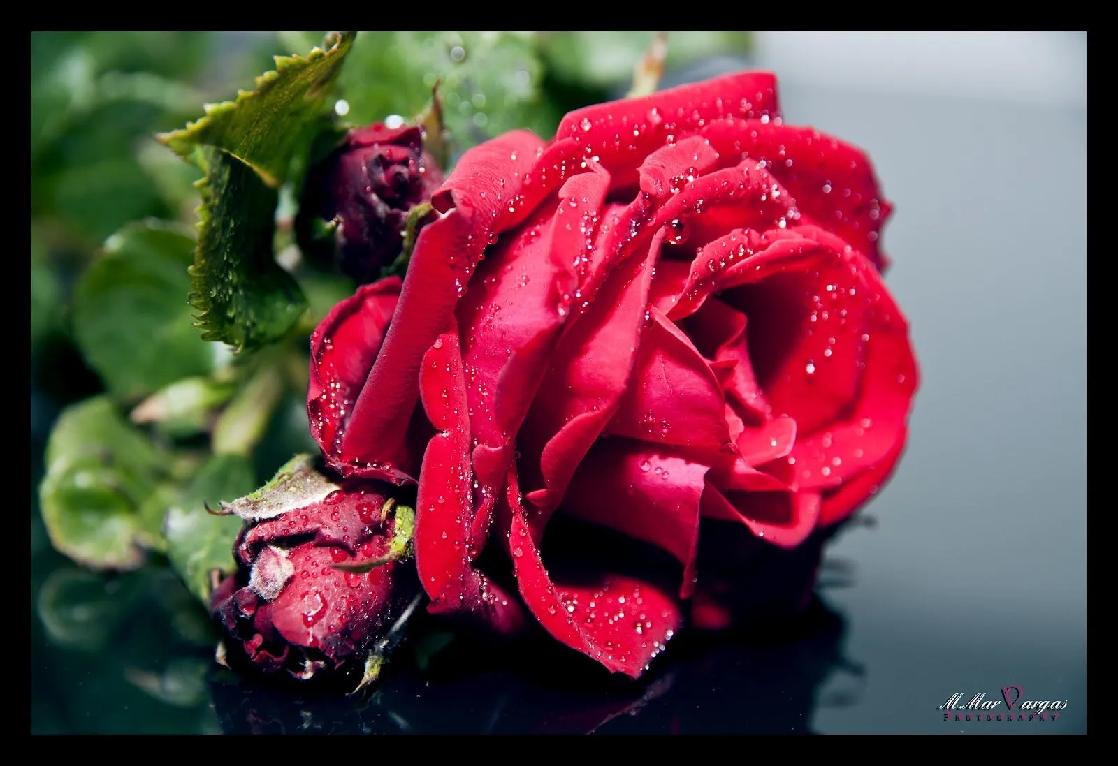 El Diario de Mar: La Vida es como Una Rosa, Hermosa pero con Espinas El Diario de Mar: La Vida es como Una Rosa, Hermosa pero con Espinas