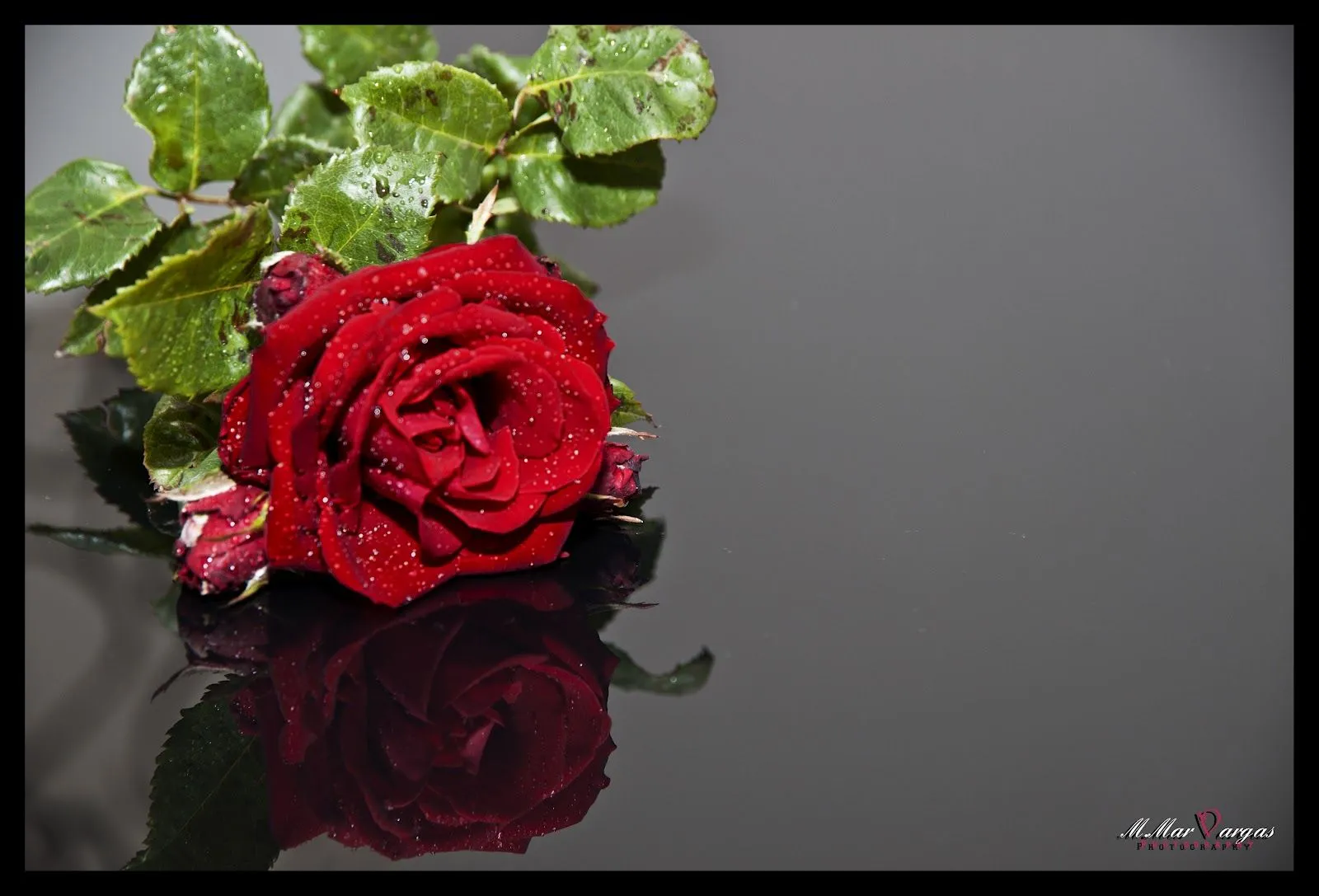 El Diario de Mar: La Vida es como Una Rosa, Hermosa pero con Espinas El Diario de Mar: La Vida es como Una Rosa, Hermosa pero con Espinas