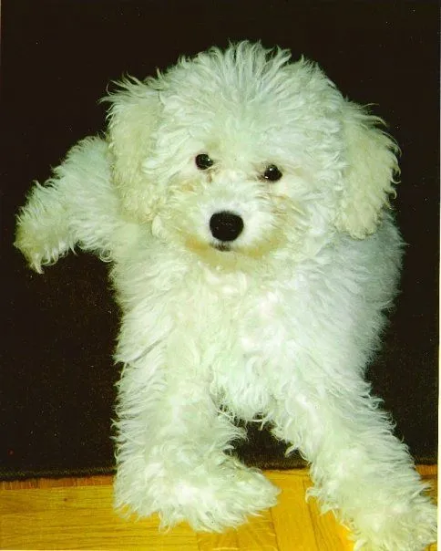 MI DIARIO SECRETO: Minie, una perrita perfecta. MI DIARIO SECRETO: Minie, una perrita perfecta.