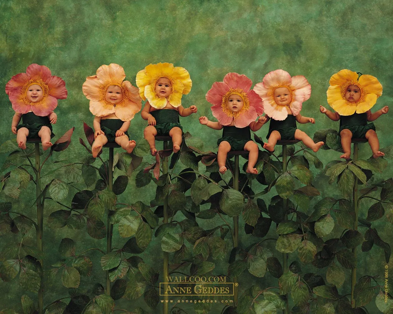 Diário de uma barriga: Bebê estilo Anne Geddes Diário de uma barriga: Bebê estilo Anne Geddes