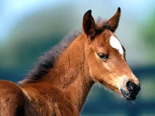 Diarrea en potros | BLOG Farmacia de animales