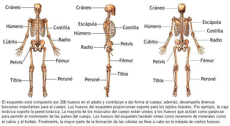 Díasyclase: HUESOS Y MÚSCULOS DEL CUERPO HUMANO