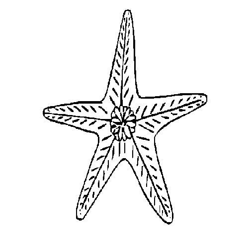 Dibuix de Estrella de mar per Pintar on-line - Dibuixos.cat Dibuix de Estrella de mar per Pintar on-line - Dibuixos.cat