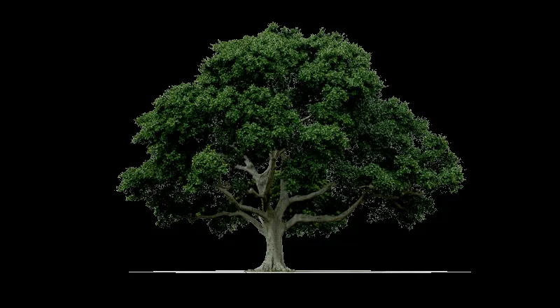 Siete razones para plantar un árbol - Taringa! Siete razones para plantar un árbol - Taringa!