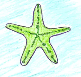 Dibuja una estrella de mar - Dibujar los animales del mar Dibuja una estrella de mar - Dibujar los animales del mar
