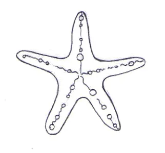 Dibuja una estrella de mar - Dibujar los animales del mar