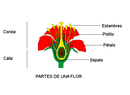 La flor señalando sus partes - Imagui