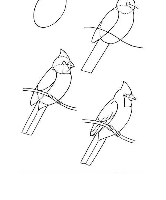 Como dibujar un loro facil - Imagui