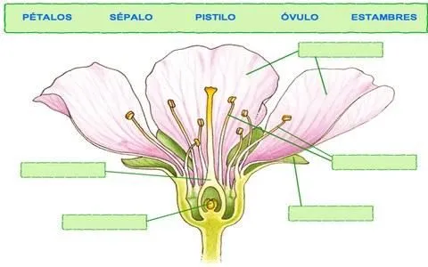 Dibuja la flor y señala sus partes - Imagui