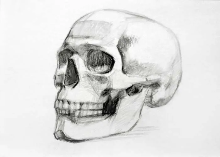 Dibujando el Cráneo - Cómo dibujar un Cráneo