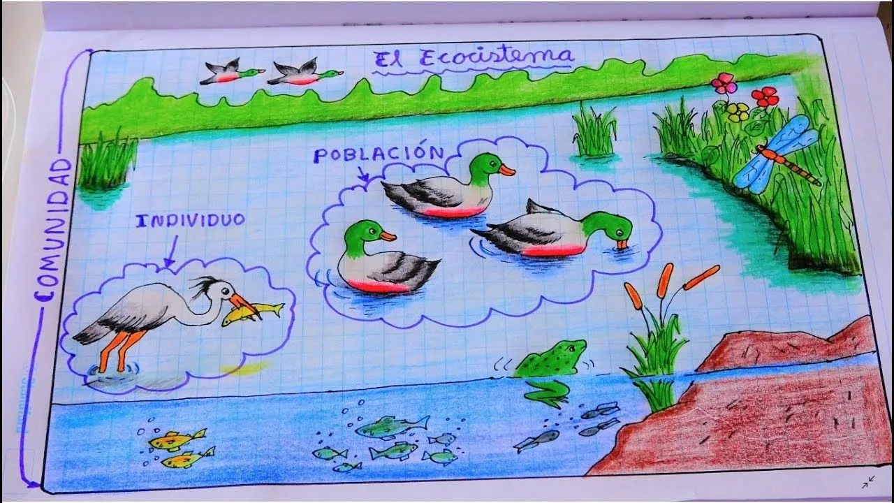 Dibujando un Ecosistema - Dbujo para Primaria - YouTube Dibujando un Ecosistema - Dbujo para Primaria - YouTube