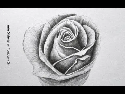 Dibujando flores: cómo dibujar una rosa a lápiz - paso a paso ... Dibujando flores: cómo dibujar una rosa a lápiz - paso a paso ...