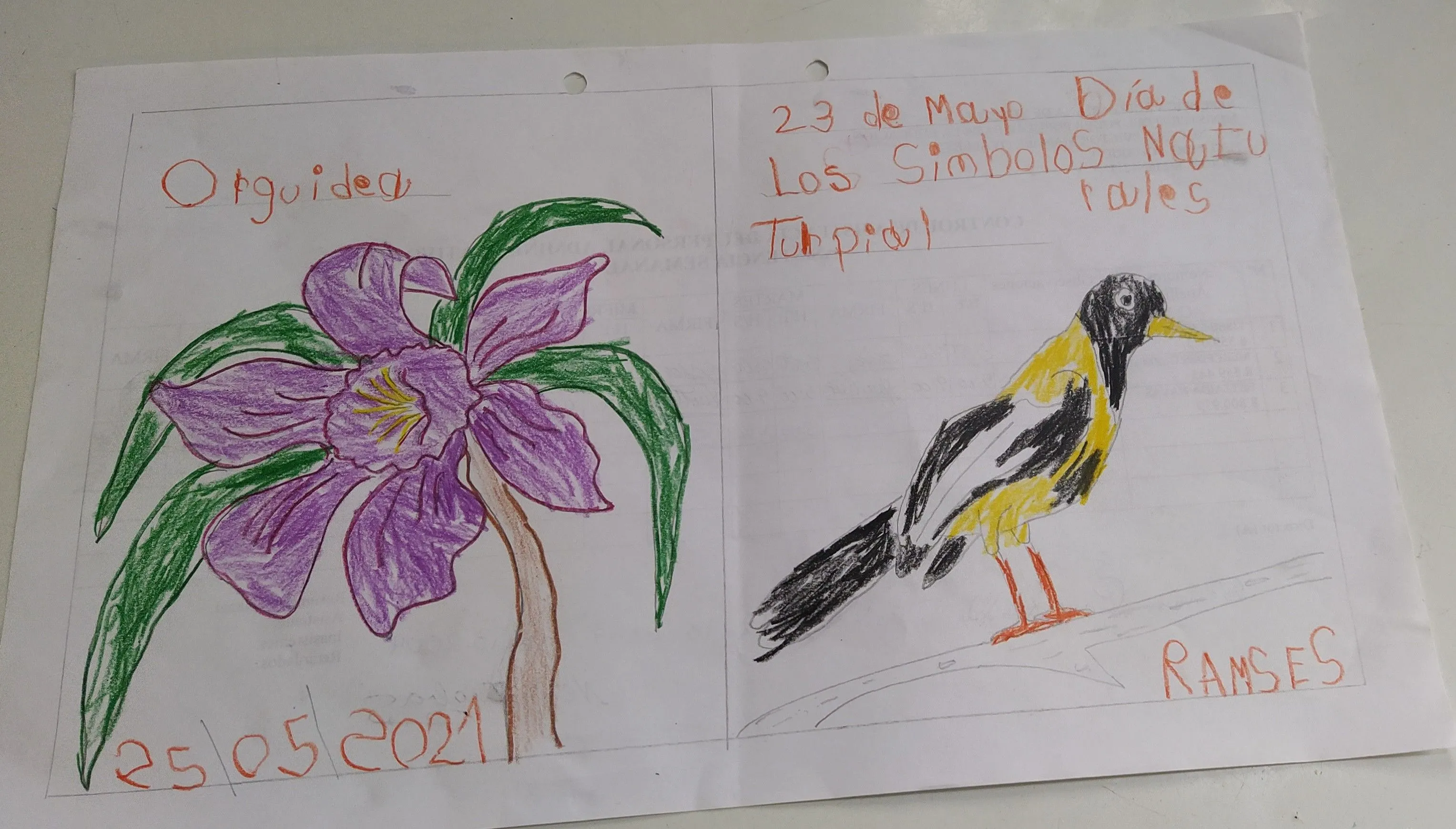 Dibujando la Orquídea y el Turpial, símbolos naturales — Hive Dibujando la Orquídea y el Turpial, símbolos naturales — Hive