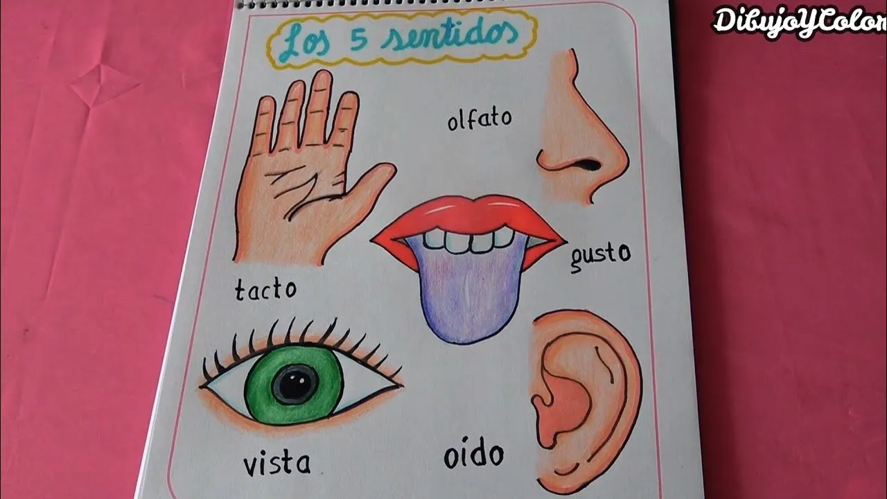Dibujando los 5 sentidos / DibujoYColor - YouTube Dibujando los 5 sentidos / DibujoYColor - YouTube