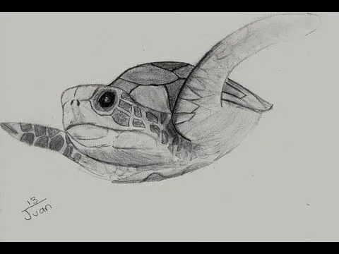 Dibujando una tortuga - YouTube