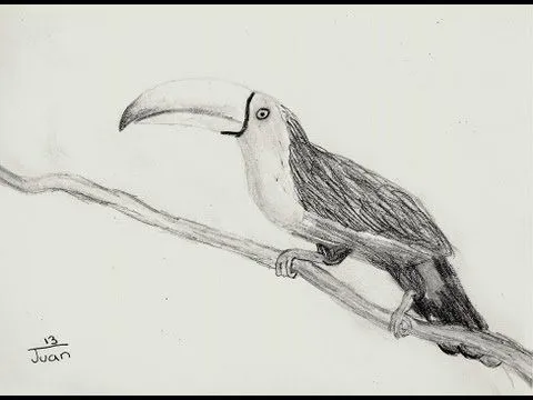 Dibujando un tucan - YouTube