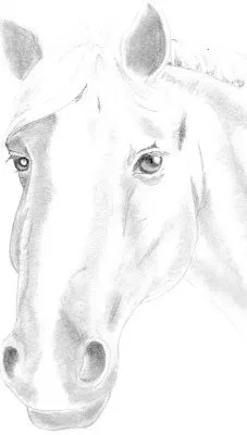 Dibujando...ando: Cabezas de caballos