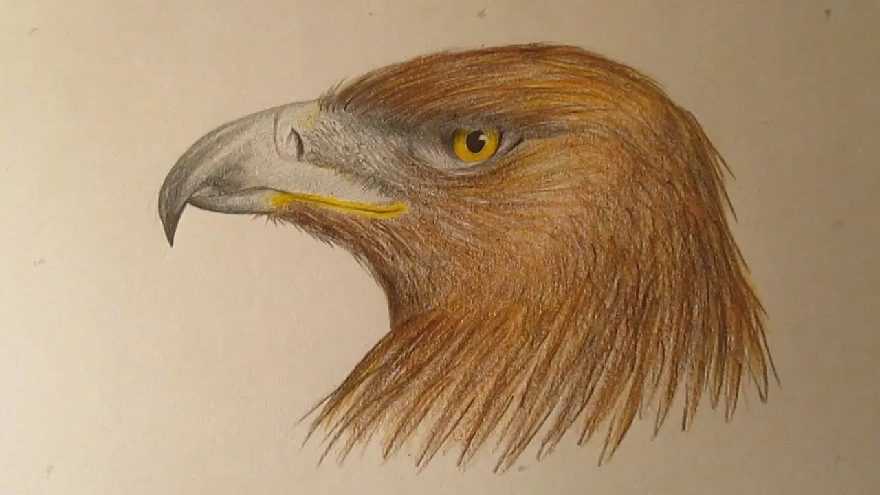 Cómo dibujar un águila con lápices de colores, dibujos de aves ...