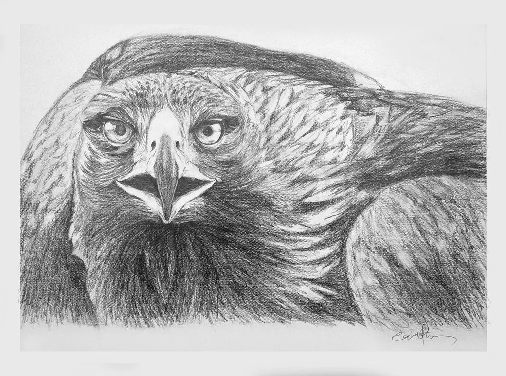 Como dibujar un aguila a lapiz - Imagui