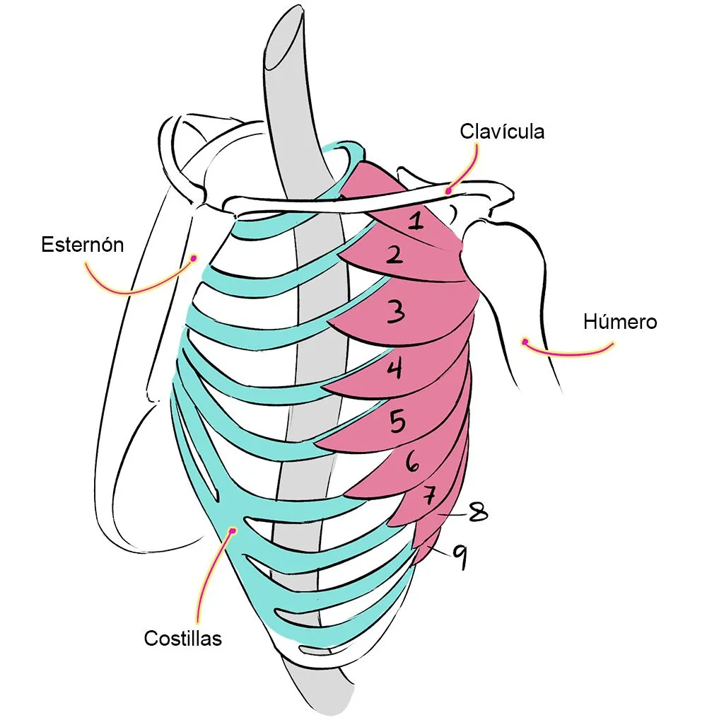 Dibujar anatomía: Músculos del cuerpo humano | Art Rocket Dibujar anatomía: Músculos del cuerpo humano | Art Rocket