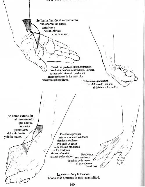 PASOS PARA EL DIBUJO DE UNA MANO: