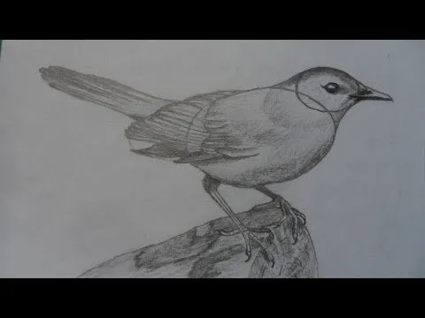 COMO DIBUJAR UN AVE EN FORMA FACIL - PASO A PASO - YouTube COMO DIBUJAR UN AVE EN FORMA FACIL - PASO A PASO - YouTube