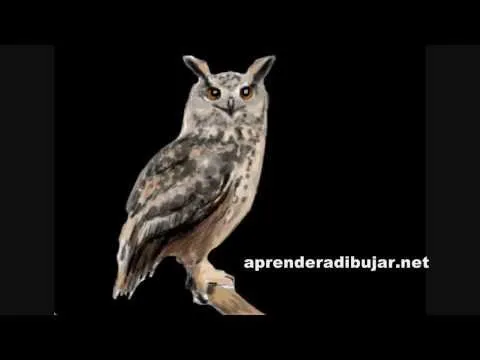 Como dibujar un buho paso a paso - Dibujos de animales - YouTube Como dibujar un buho paso a paso - Dibujos de animales - YouTube