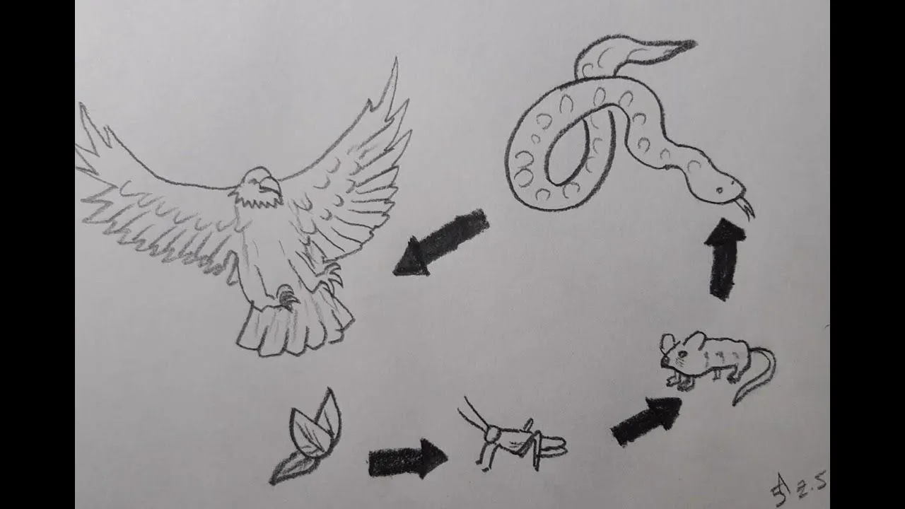 Cómo dibujar la cadena alimenticia | How to draw the food chain - YouTube Cómo dibujar la cadena alimenticia | How to draw the food chain - YouTube
