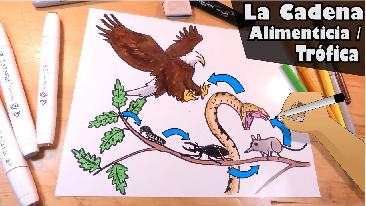 Cómo dibujar una cadena alimenticia / Trófica de 6 componentes - YouTube Cómo dibujar una cadena alimenticia / Trófica de 6 componentes - YouTube